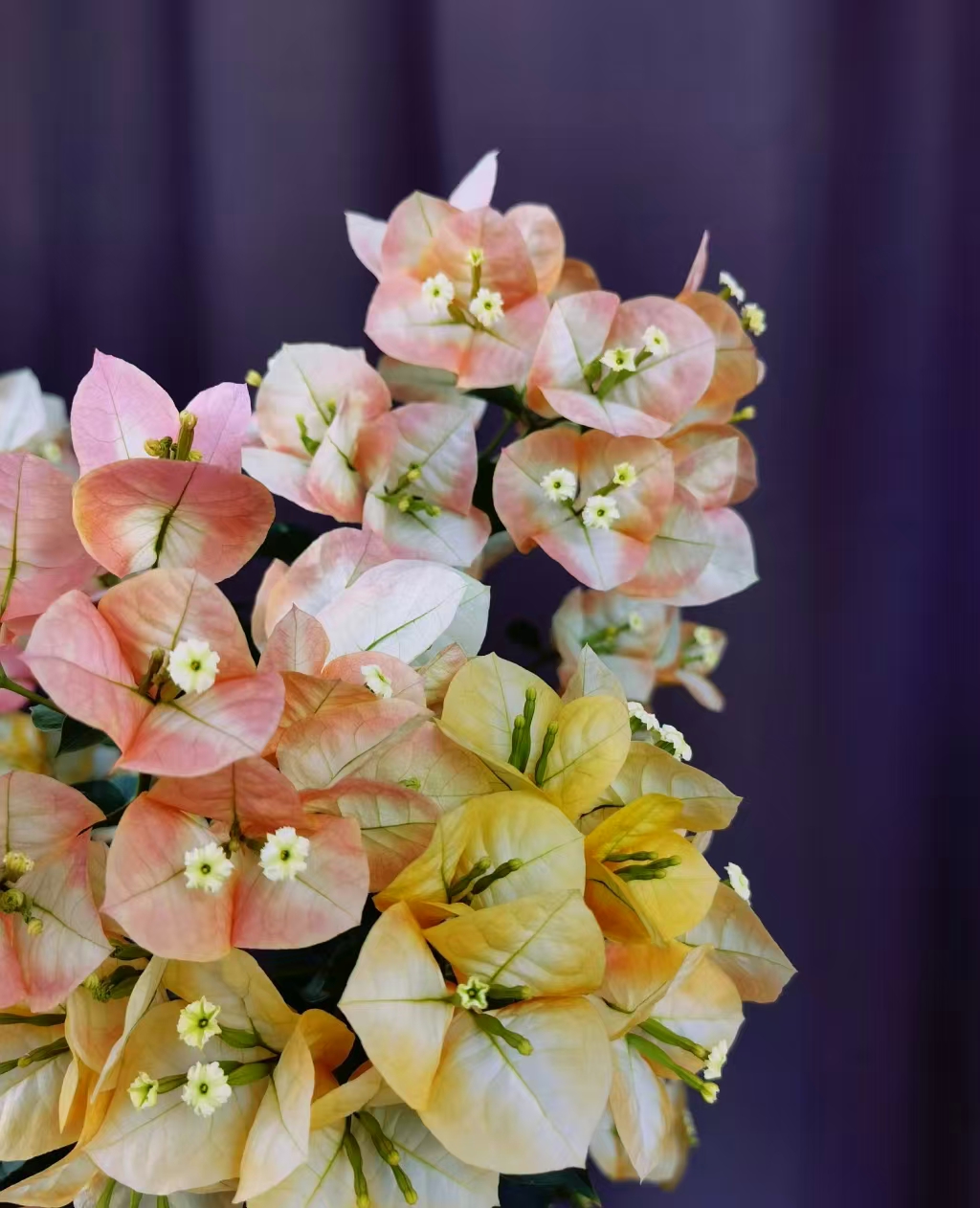 《凤凰》三角梅一物一拍，运输途中落花落叶属于正常现象，介意勿拍