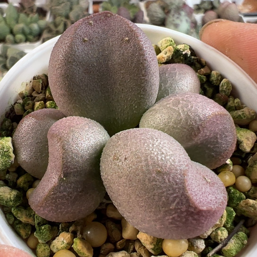 大胖子实生新品多肉植物