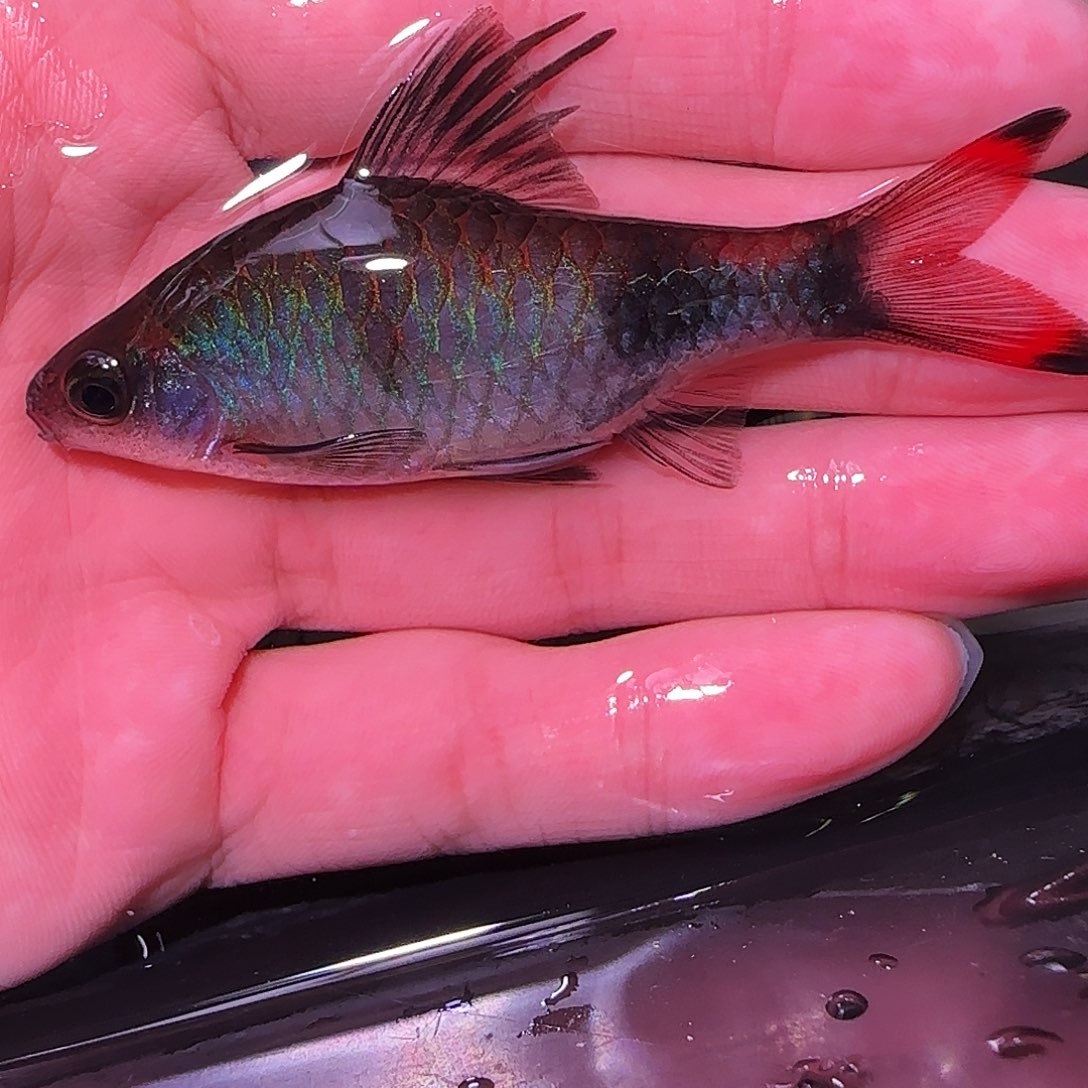 灯科鱼梦幻242424