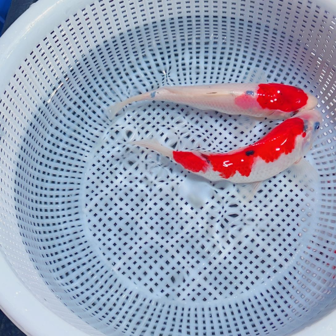 锦鲤锦鲤观赏鱼1111