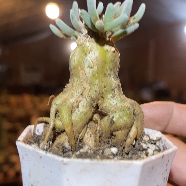 满38包邮2天凑单，脱土晾根发货多肉植物淡清霜