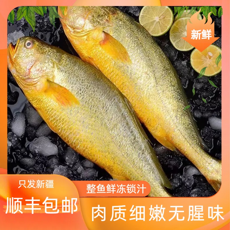 【新疆顺丰包邮】特大黄花鱼新鲜正宗黄花鱼新鲜鱼超大深海黄鱼海鲜速冻冰鲜