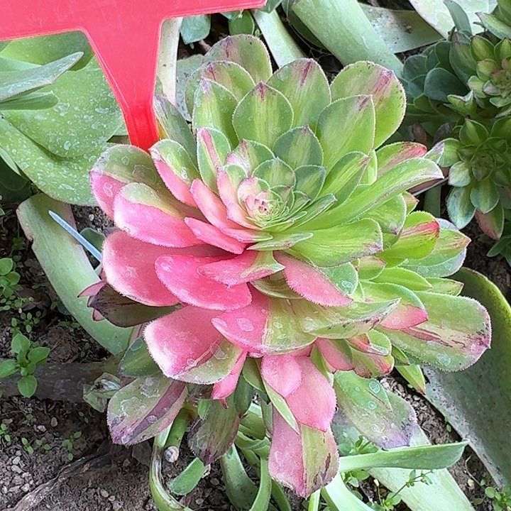 2+110知否多肉法师