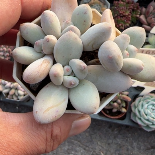 158香水多肉植物多