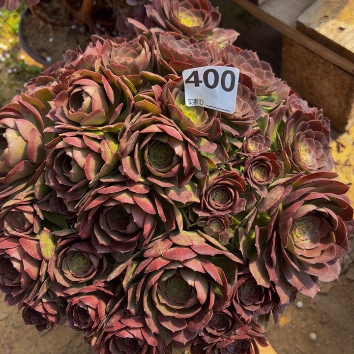 万圣节多肉植物400