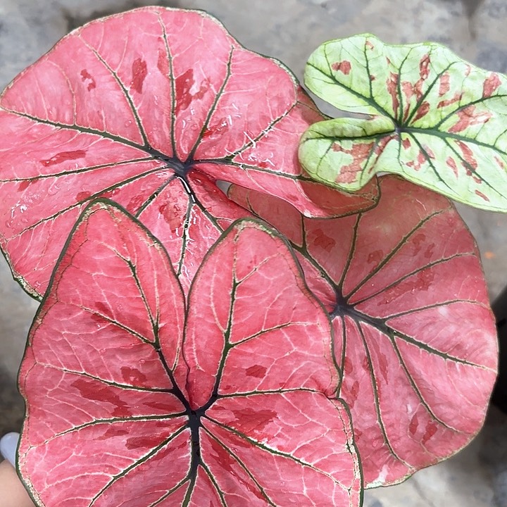 62-0213呀哈哈彩叶芋广东现货