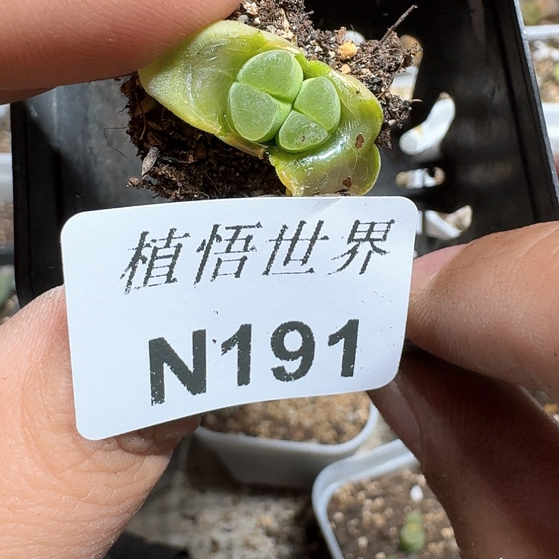 191号多肉植物哇f f