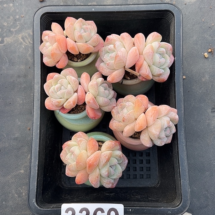 3369，五个双头冰玉带盆发