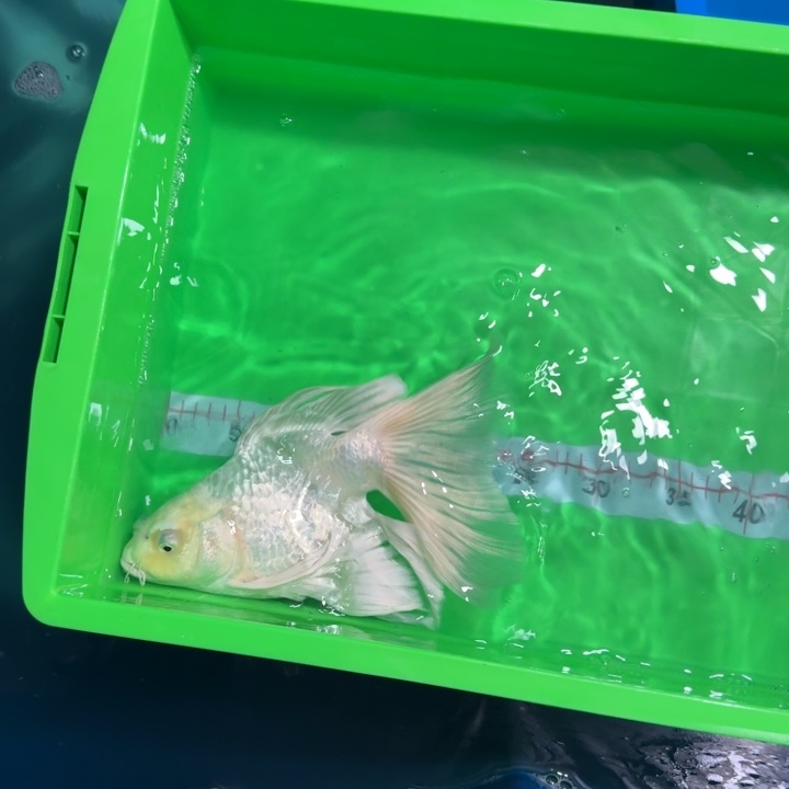 海水鱼蝴蝶鲤包邮68微瑕