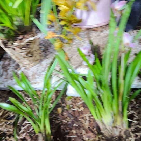 无花朵虎头兰粉荷