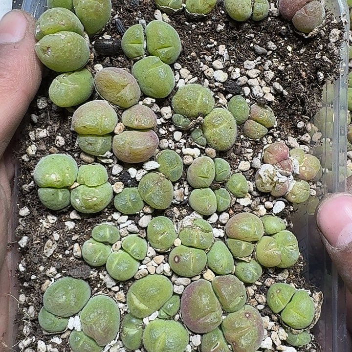 聚***盆286 多肉植物多肉植物