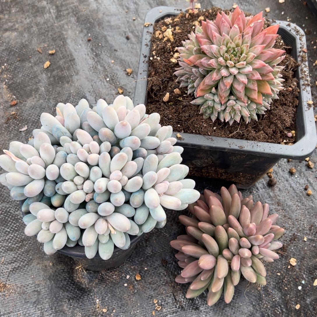 三个多肉一物一拍