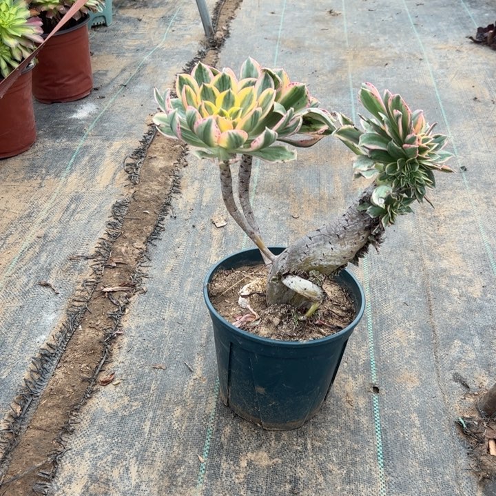 24灿烂缀多肉多肉多肉多肉