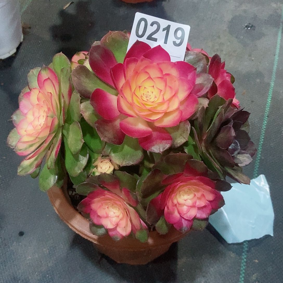 红陶❄️***0219荔枝阴阳4冠服18