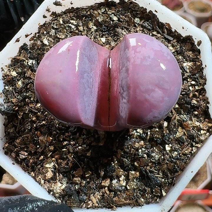 生石花11111111。   310