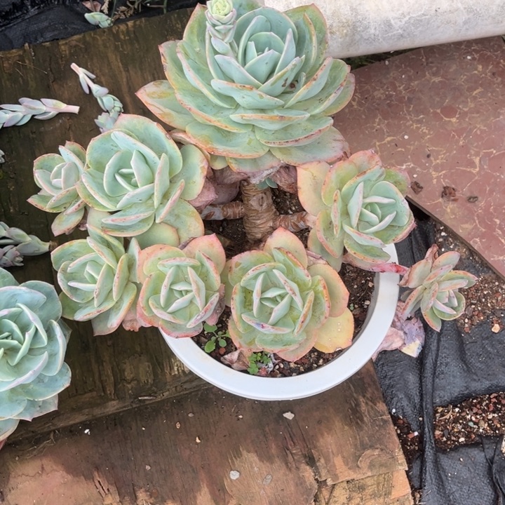 木质化老桩血凤官服30