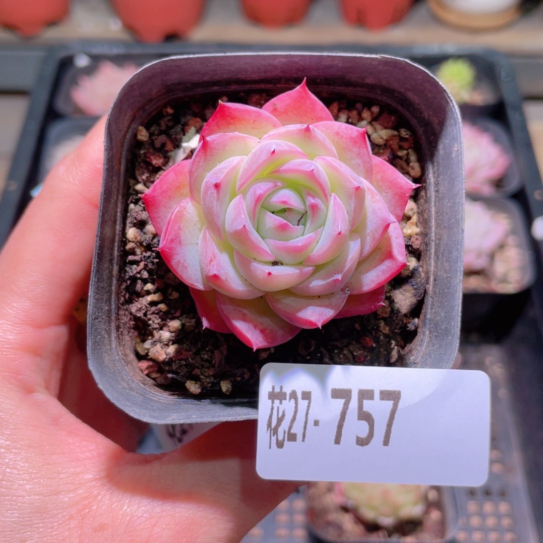 花利美27-757粉水晶