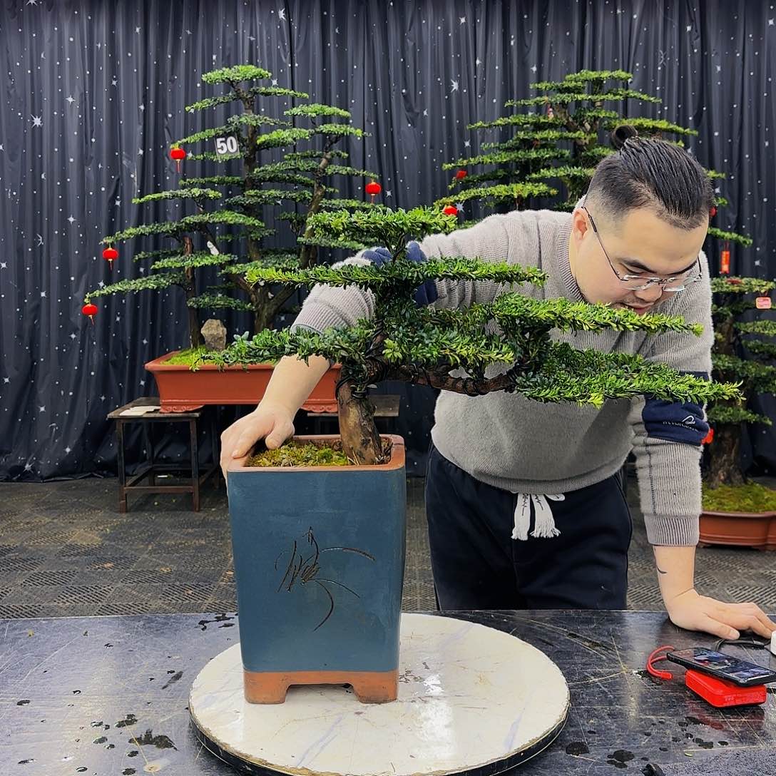 松树柏树造型盆景