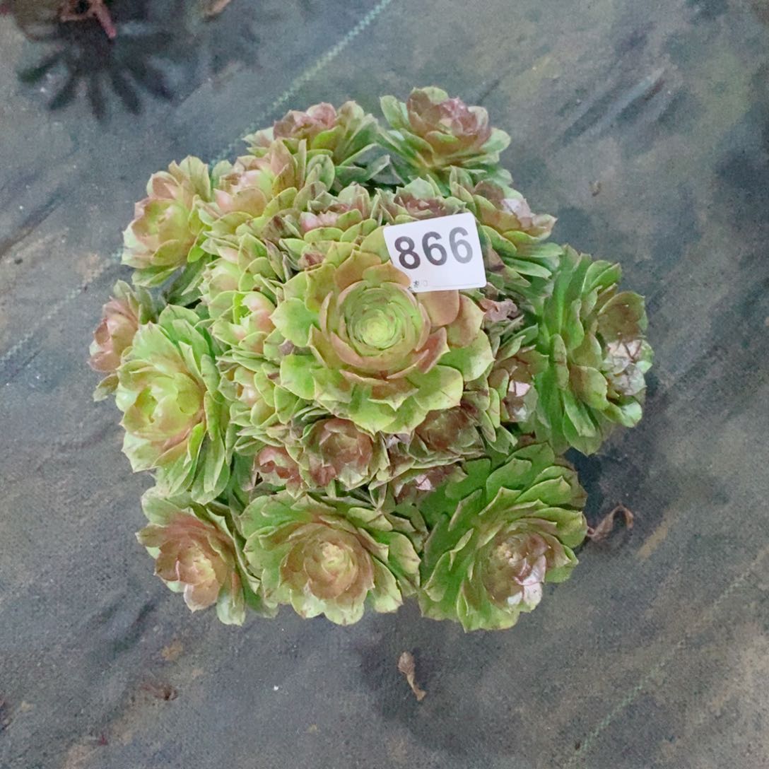 万拉丝866多肉1111