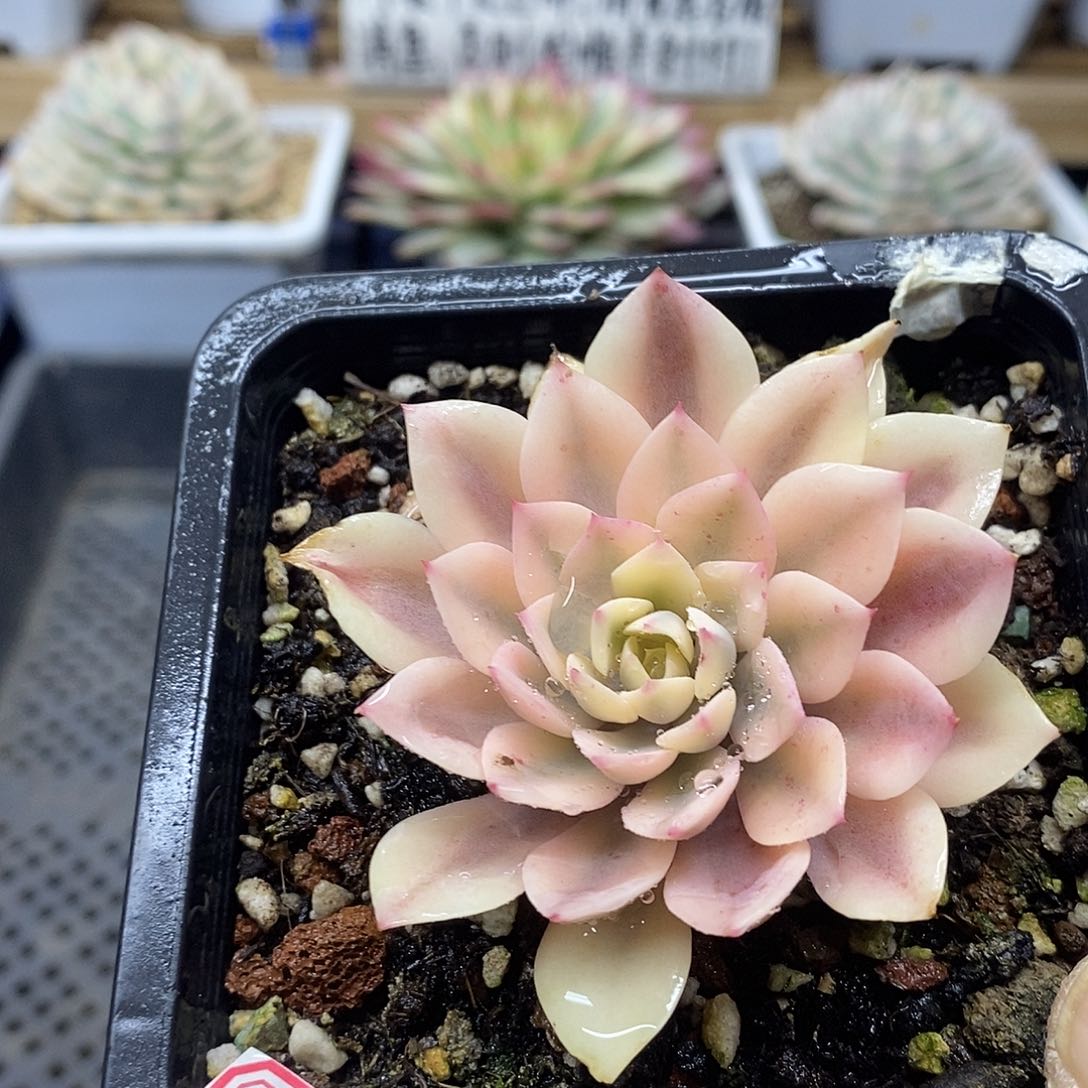 3065 雨滴宽覆轮锦 无瘤