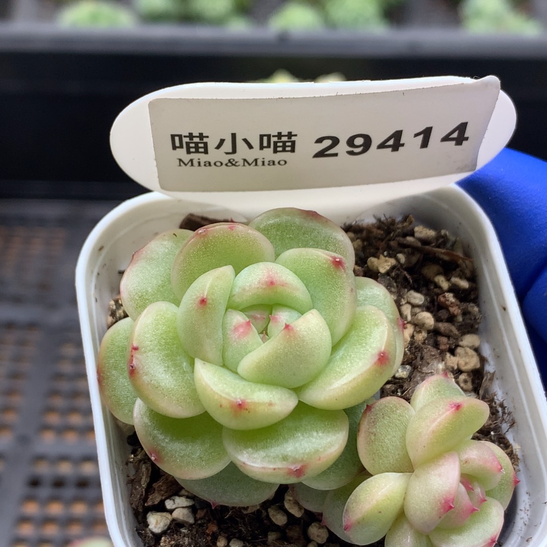 多肉植物杂交珍妮