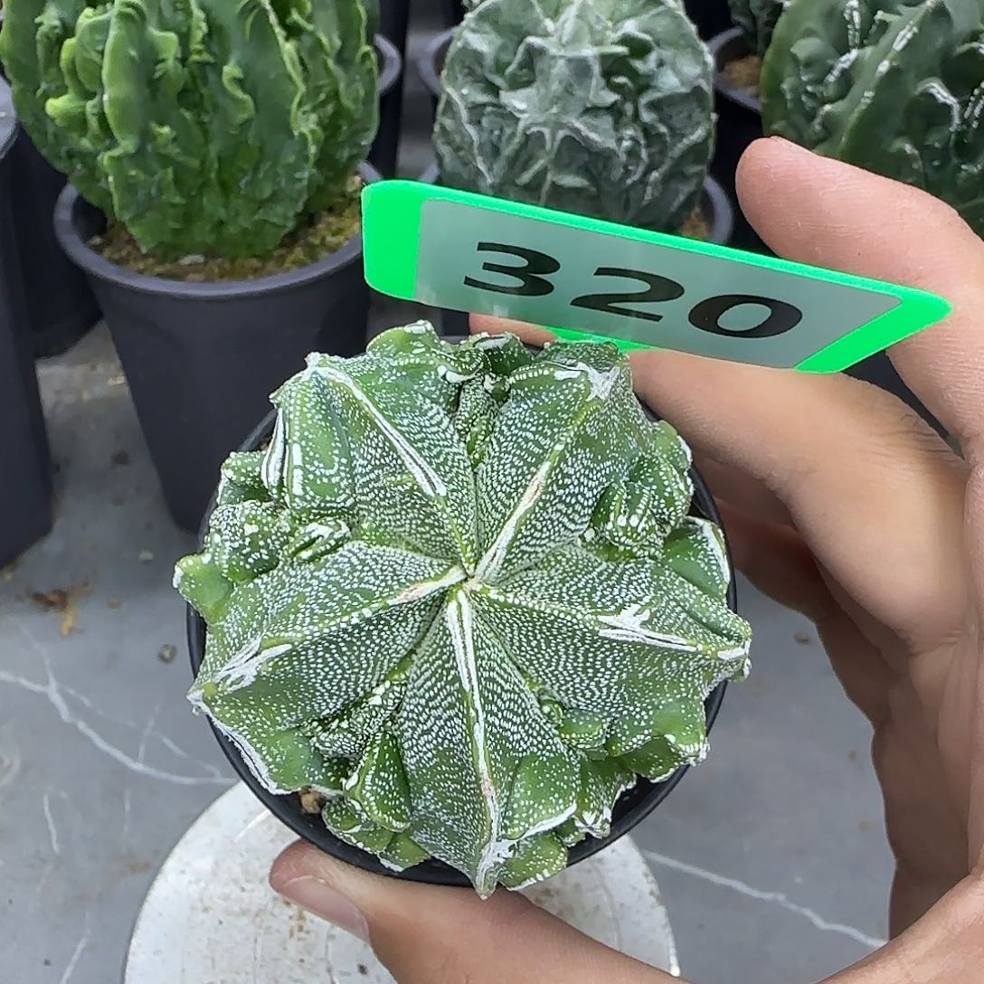 仙人球一物一拍320