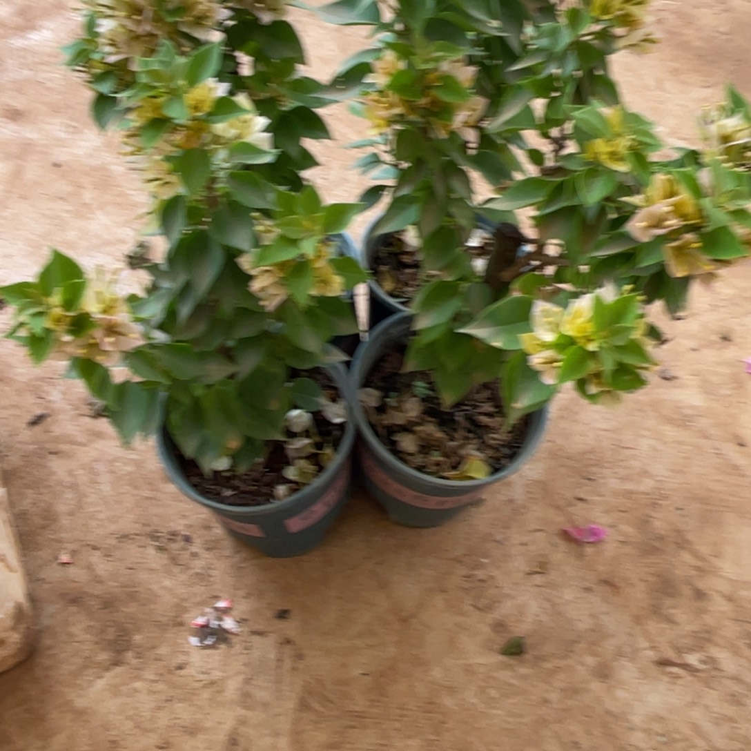 当前无花栽培后可以开花塔黄单棵