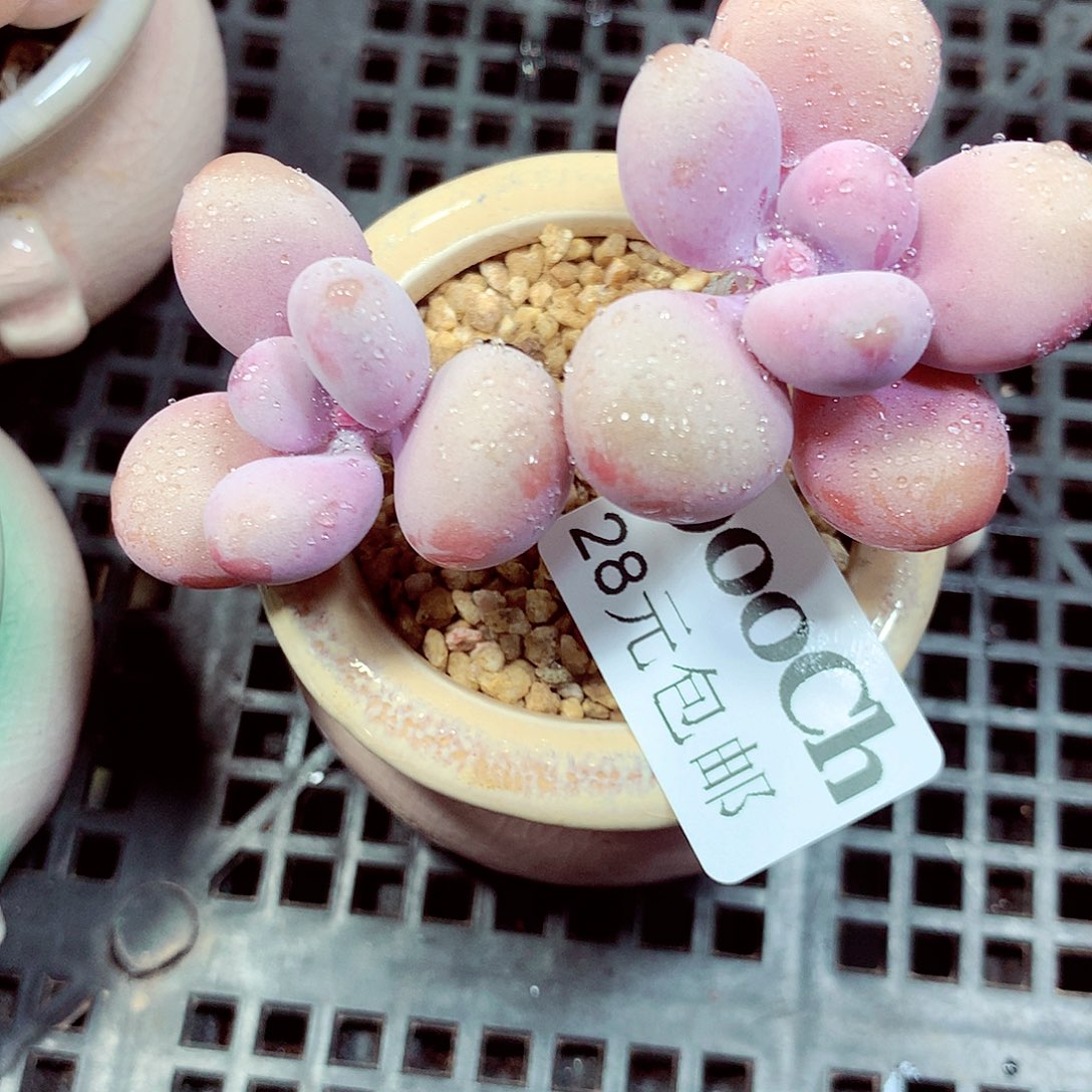 5厘米盆精控多肉900