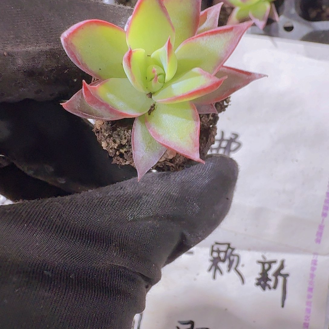 惊鸿仙子两米三颗