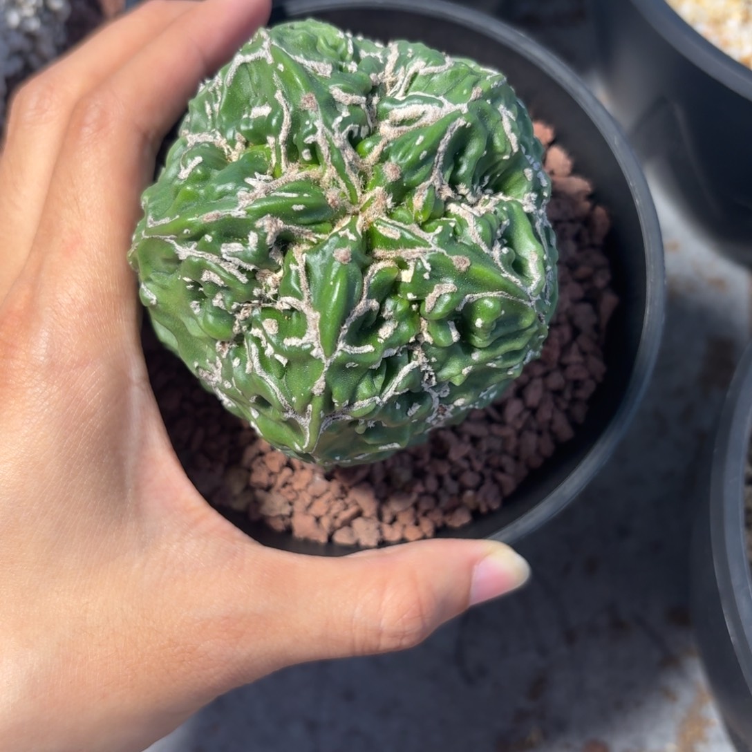 琉璃布纹核桃实生跟