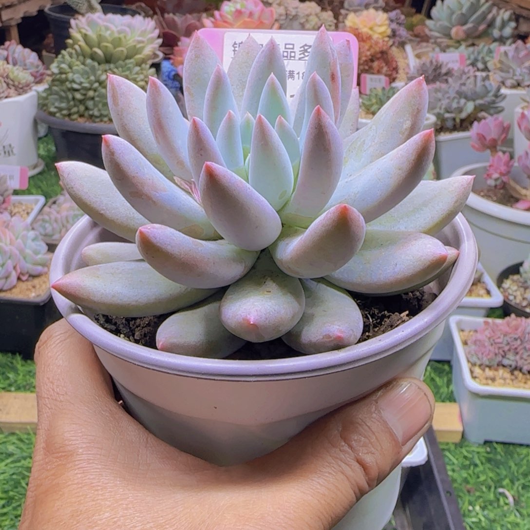 锦安精品多肉植物251