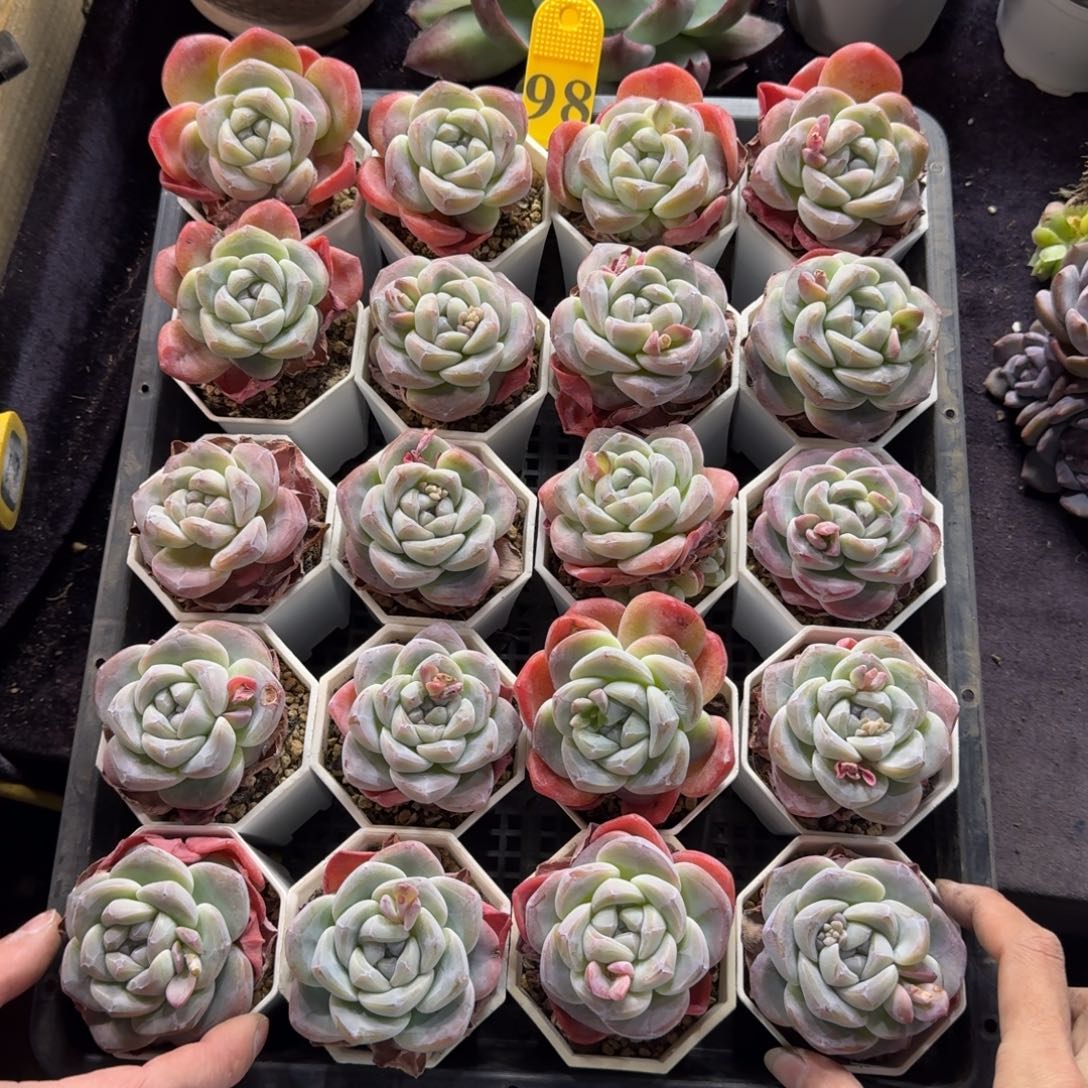 冰玉20颗带盆发一物一拍98