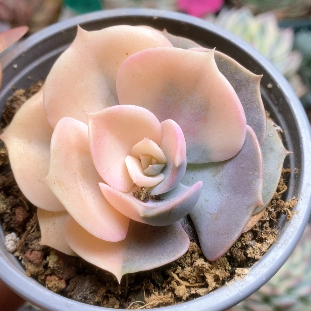 167双子座锦锦锦锦锦锦