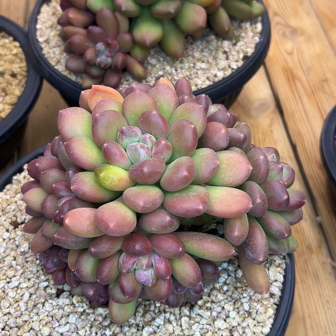 蔬***子塔尔萨群生，一物一拍