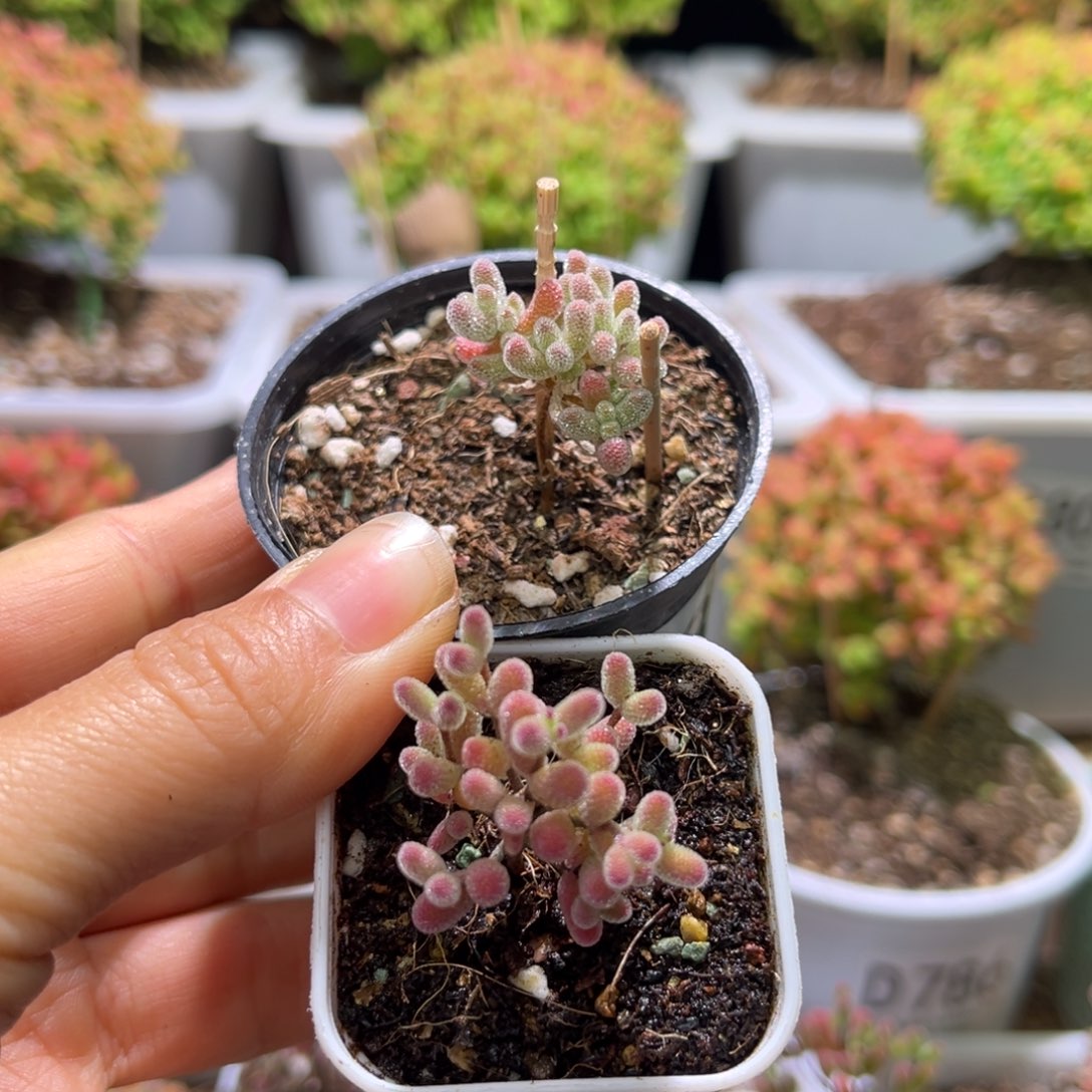 长****死D859实生糖球D858