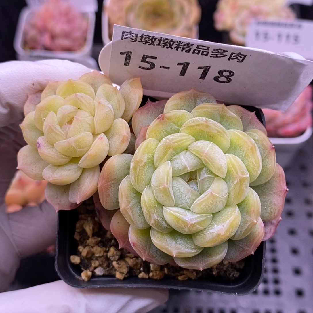 【闪购商品】15-118