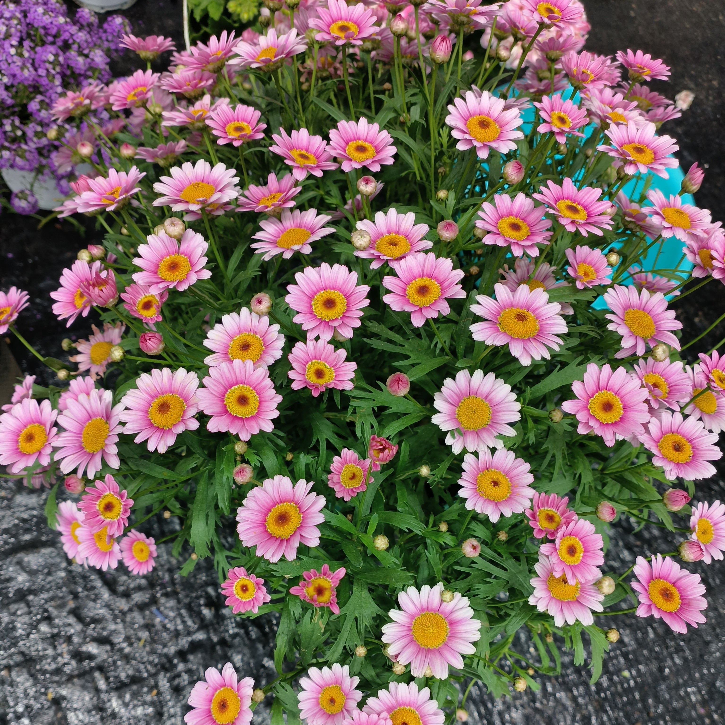 可爱粉 玛格丽特 大盆 好养活易种植 爆花机器