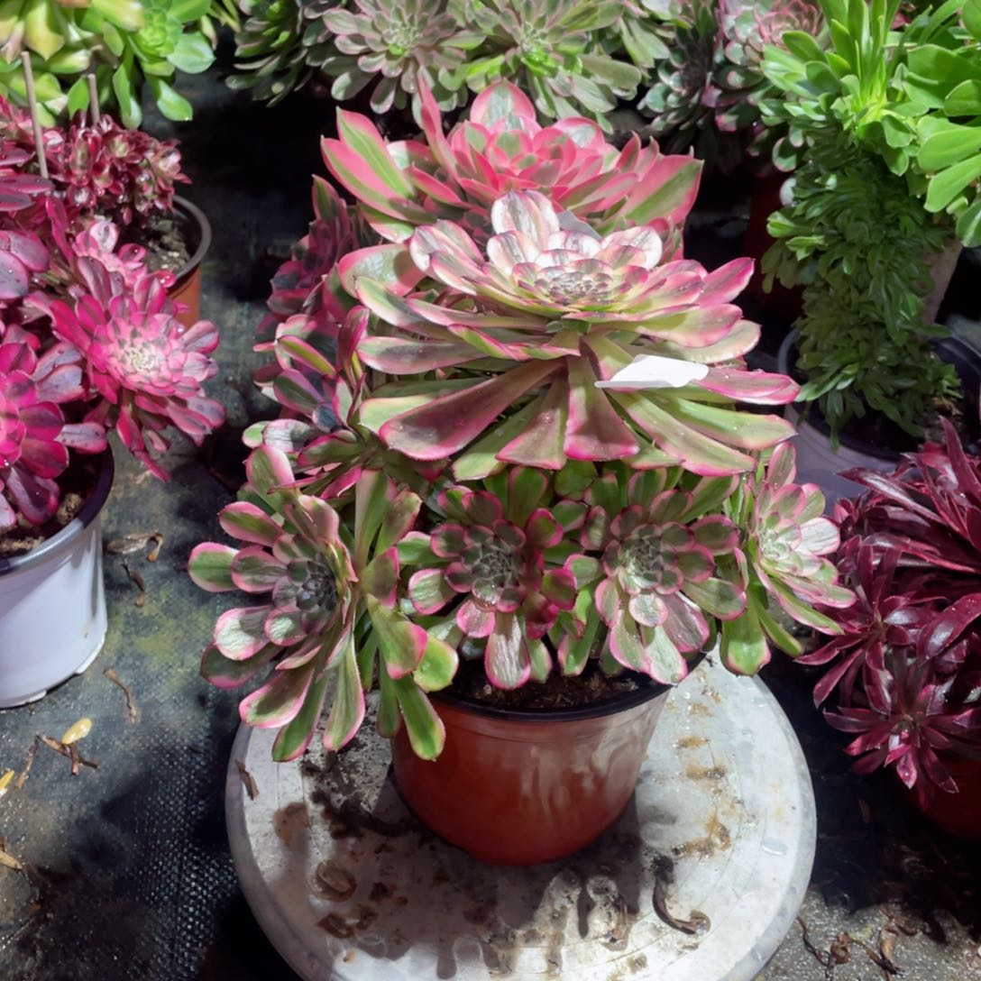 多肉植物维纳斯043