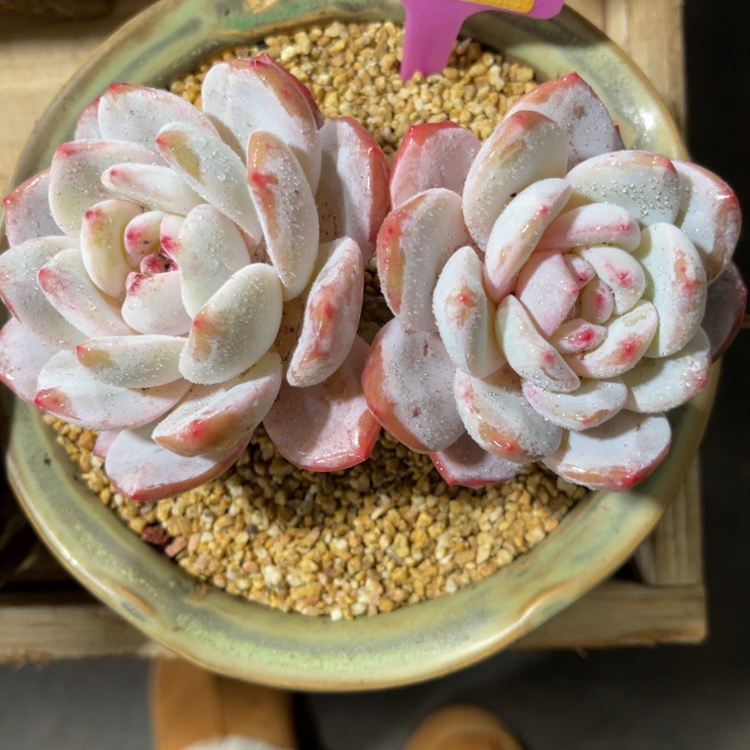 臻***ɞ云尘多肉一物一拍959不含盆