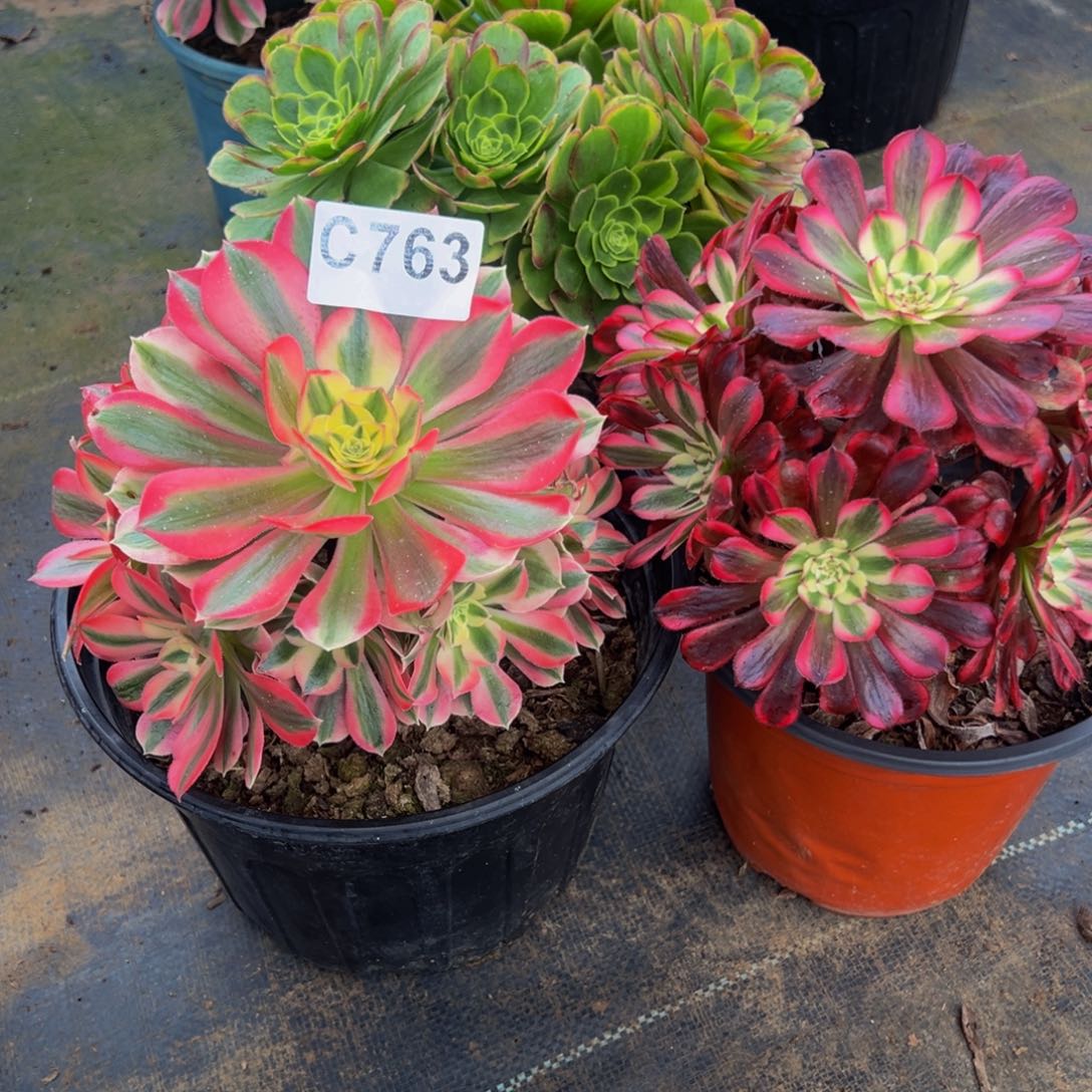 快***姐完全开放法师多肉植物763