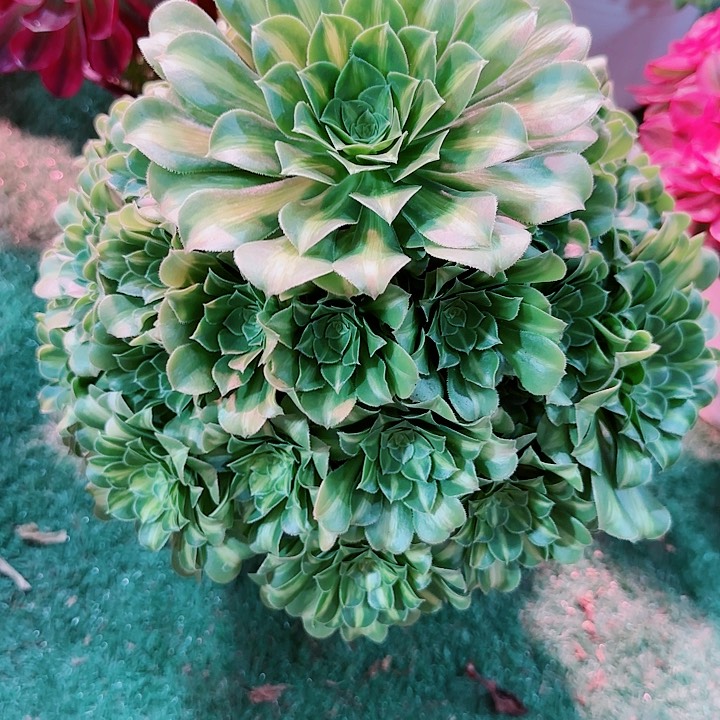 法师好看也好养琉璃