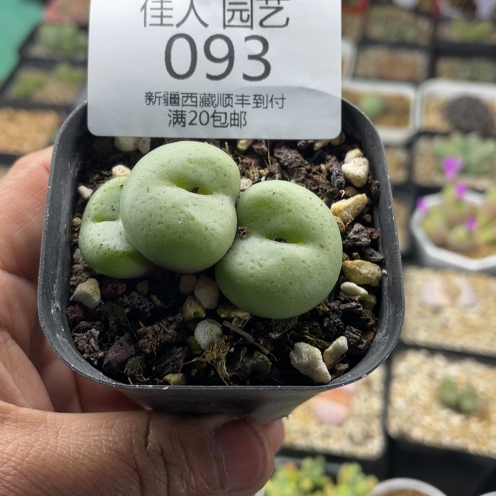 佳人园艺老周多肉上福利啦饼093