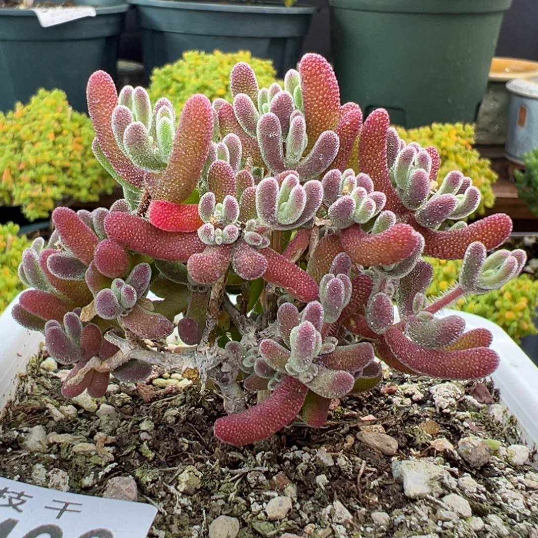 dy3496老桩琉璃冠幅6.5cm