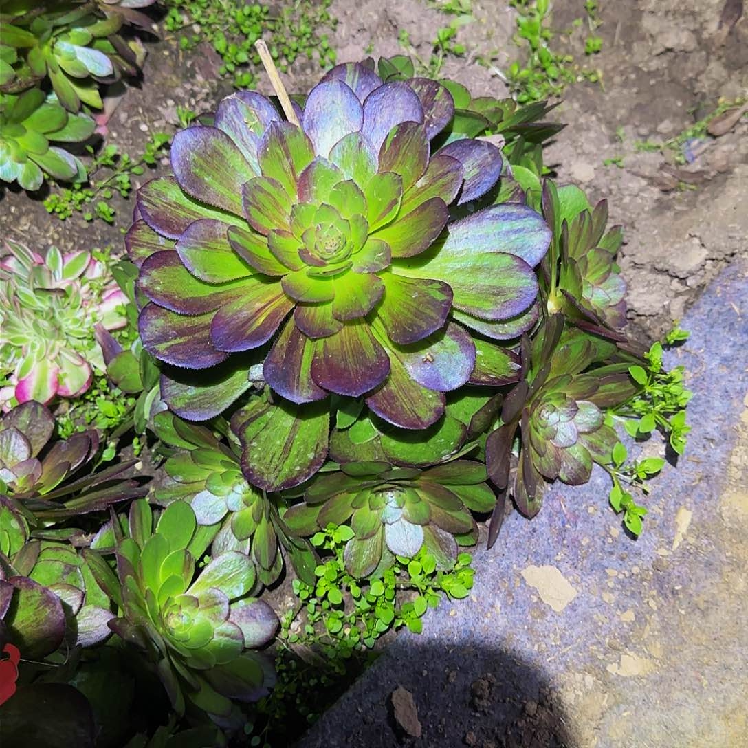 多肉植物地苗花月夜