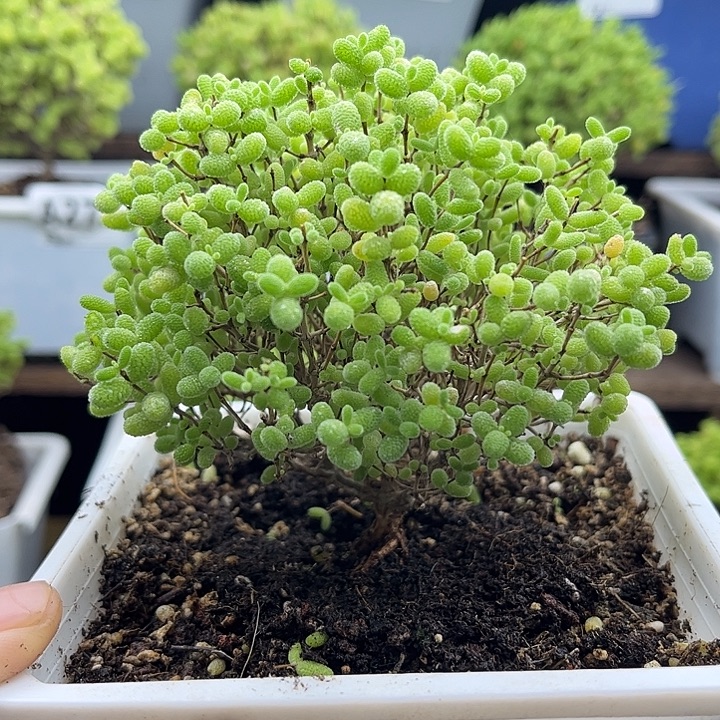 33蜜桔糖球优选枝干番杏