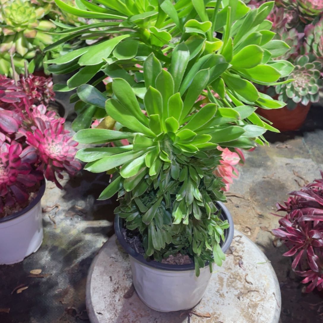 多肉植物原始绿缀592