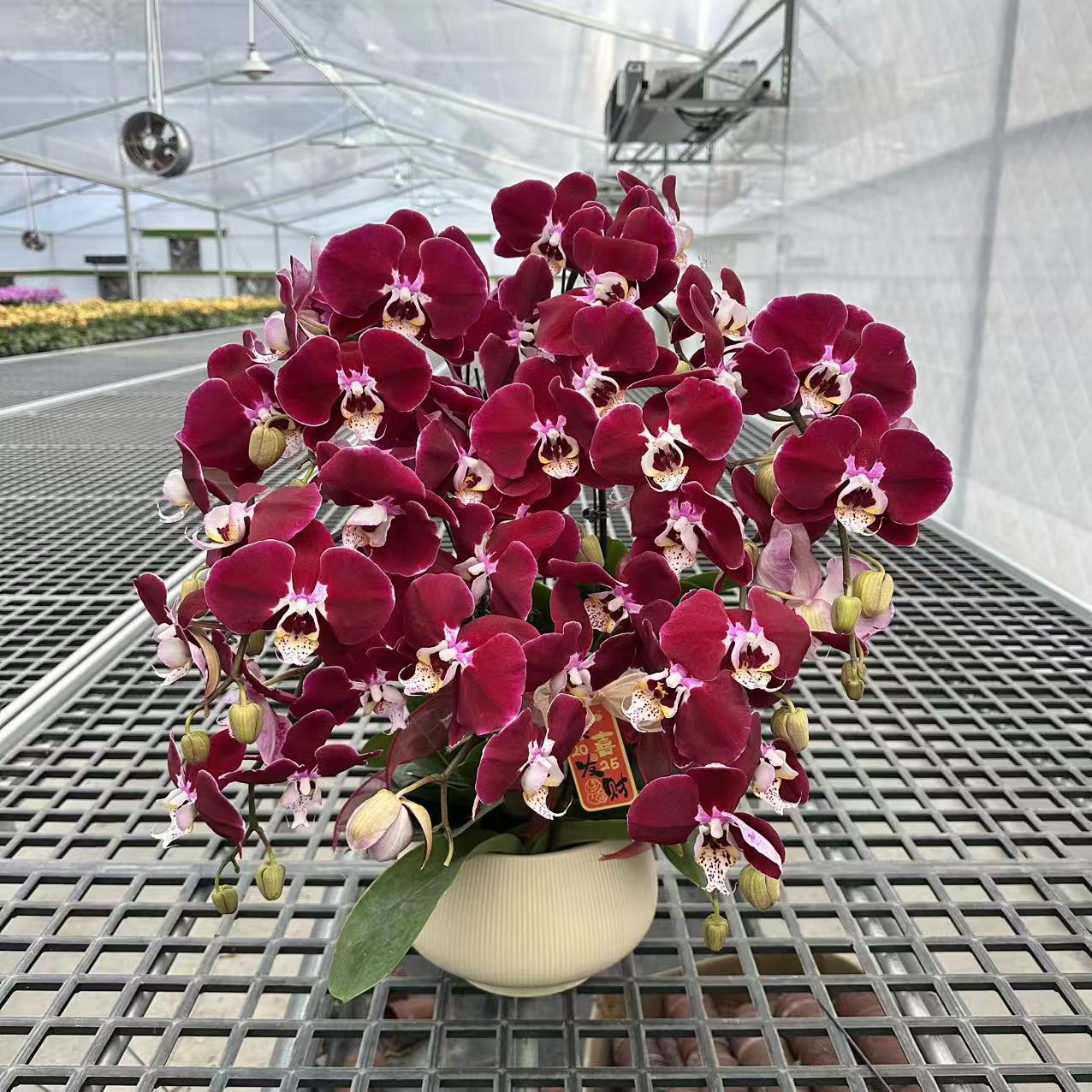 【幻影】 精品蝴蝶兰 大花型 室内精品观赏 真花