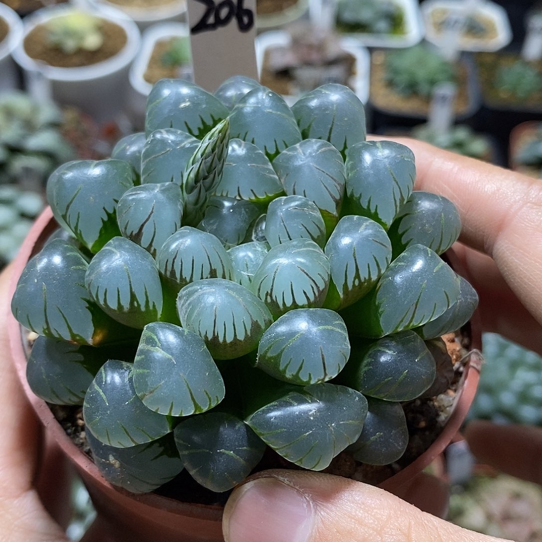 206潘氏冰灯哈哈哈哈哈哈