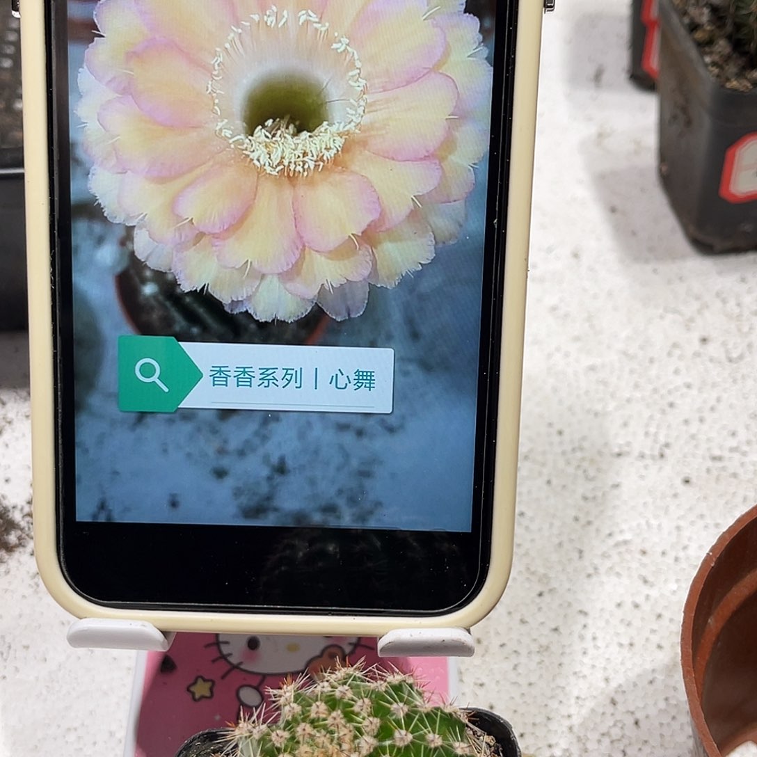 彩草心舞带根三公分左右