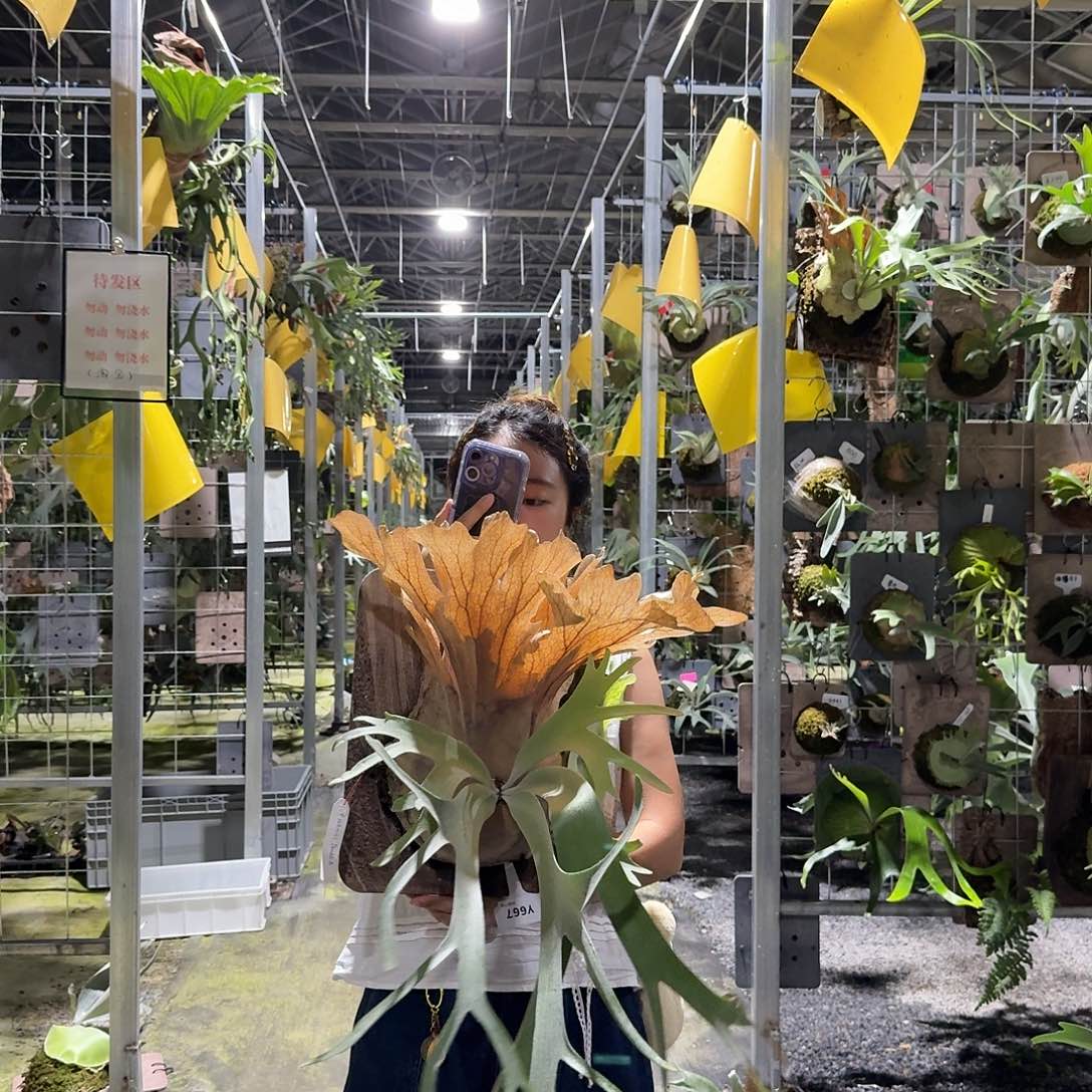 不开花植物Y667-double A成株